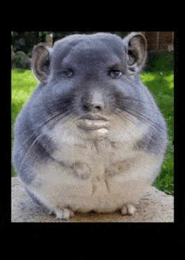 chinchilla